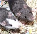 babyratten1.jpg