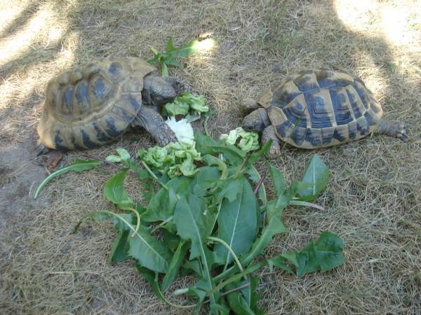 schildkrote-rechts.jpg